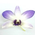 Dendrobium - Blue Star